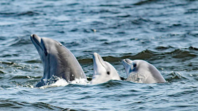 Drei Delfine in Paracas Foto: ACOREMA