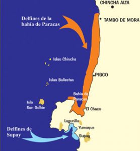Karte Delfine vor der Paracas-Halbinsel. Von ACOREMA