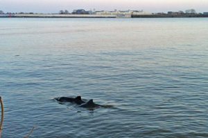 Zwei Schweinswale schwimmen ganz dicht am Elbufer, beide Tiere sind eng zusammen, die Finnen und Rücken sind deutlich aus dem Wasser