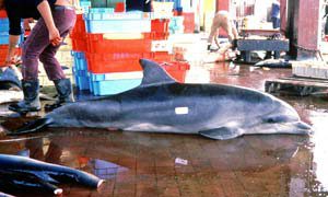 Toter Delfin auf einem Fischmarkt in Peru. Foto: ACOREMA