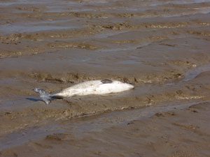 Dieser tote Schweinswal wurde Anfang Mai 2012 bei Kleinensiel angeschwemmt.