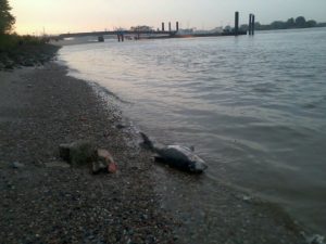 Tote Schweinswale