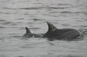 Delfindame Silver mit Baby in der Paracas-Bucht © acorema