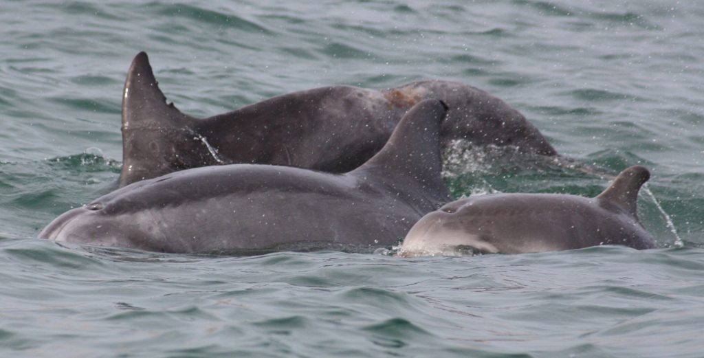 Delfine in Supay, Paracas, Peru. Hinten in der Gruppe zu sehen der Patendelfin "Sun"