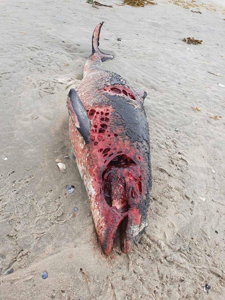 Einer von mindestens 26 toten Schweinswale allein auf Ameland - Copyright Andreas Reuland - Schweinswale e.V.