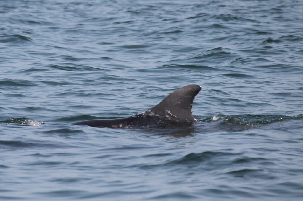 Breeze - Delfinweibchen Paracas-Bucht, Peru Copyright ACOREMA