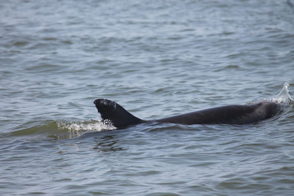 Shalom - Delfin in der Paracas-Bucht, Peru Copyright ACOREMA