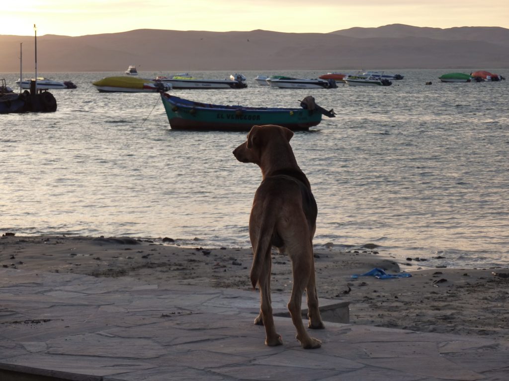 Straßenhund an der Promenade der Paracas Bucht Foto DeniseWenger