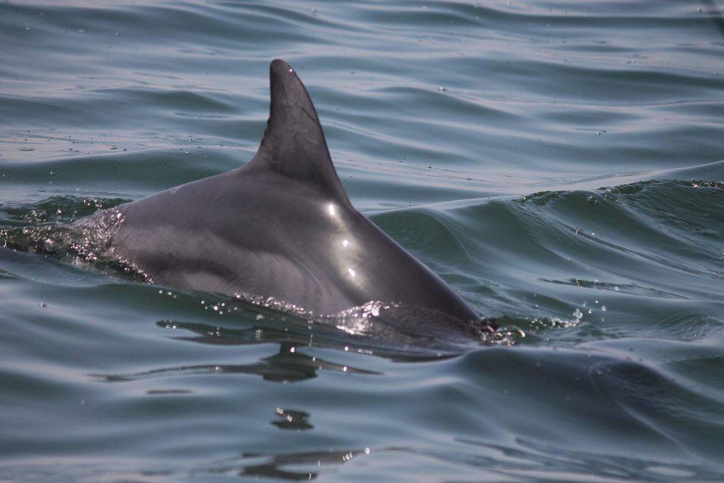 Delfin in der Paracas-Bucht November 2020 Copyright ACOREMA